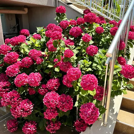 Affittacamere Melia Mar