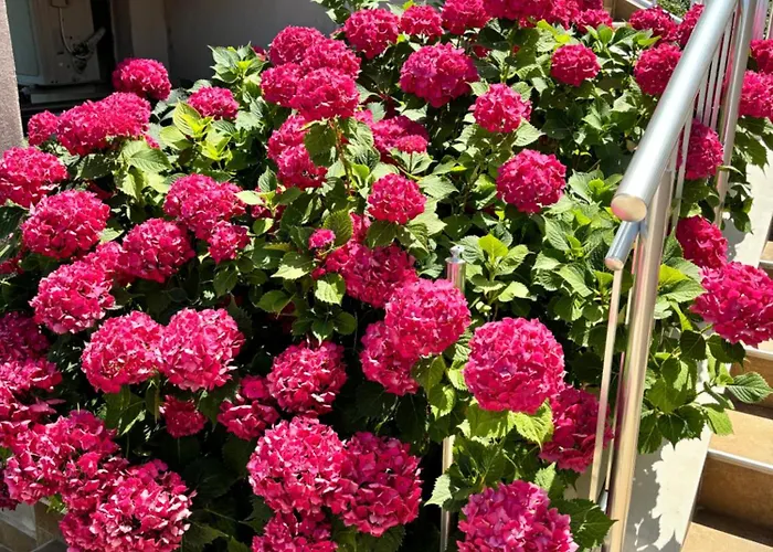 Casa de hóspedes Melia Mar