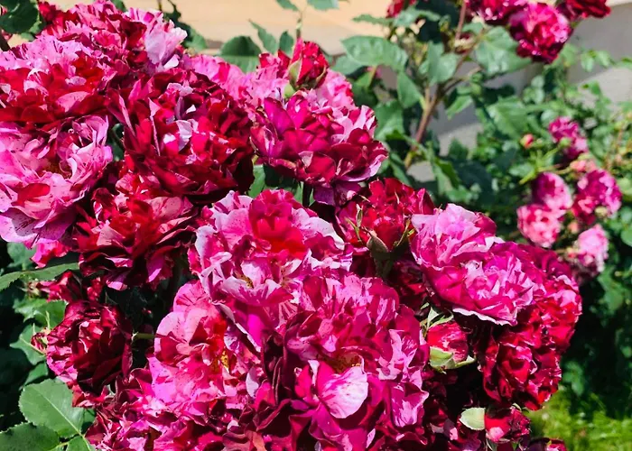 Melia Mar 索佐波尔